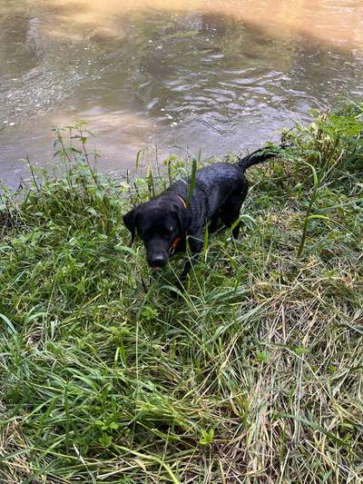 Hundetreffen-Gassi- und Spielrunde-Bild