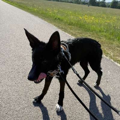 Hundetreffen-Gassi gehen und Spielrunde-Bild