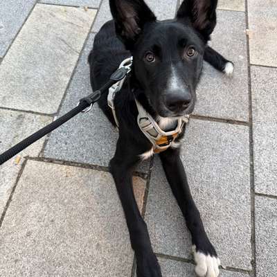 Hundetreffen-Gassi gehen und Spielrunde-Bild