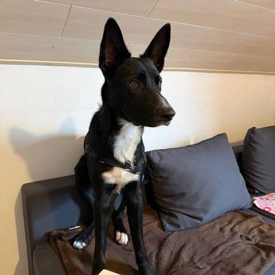 Hundetreffen-Gassi gehen und Spielrunde-Bild