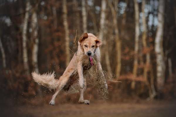 Wald Bild-Beitrag-Bild