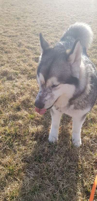 Alaskan Malamute-Beitrag-Bild