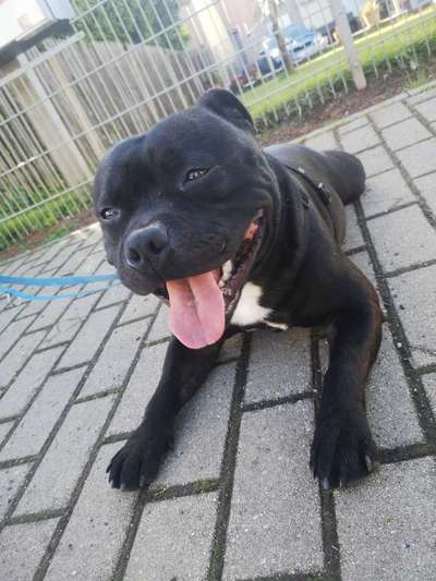 Seltene Rassen!-Beitrag-Bild