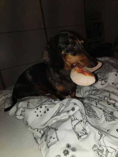 Euer Hund und sein Lieblingskuscheltier-Beitrag-Bild