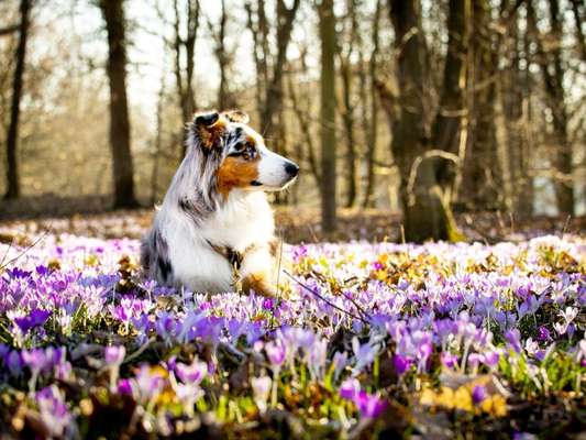 Challenge 23 : "  Euer Hund beim Frühlingserwachen "-Beitrag-Bild