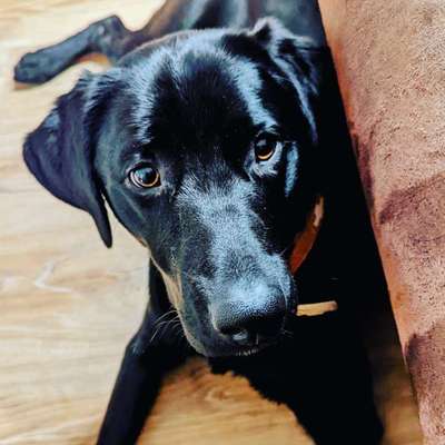 Labradorfans-Beitrag-Bild