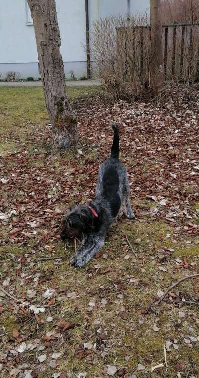 Hundetreffen-Ungezwungen Gassi/Ball spielen-Bild