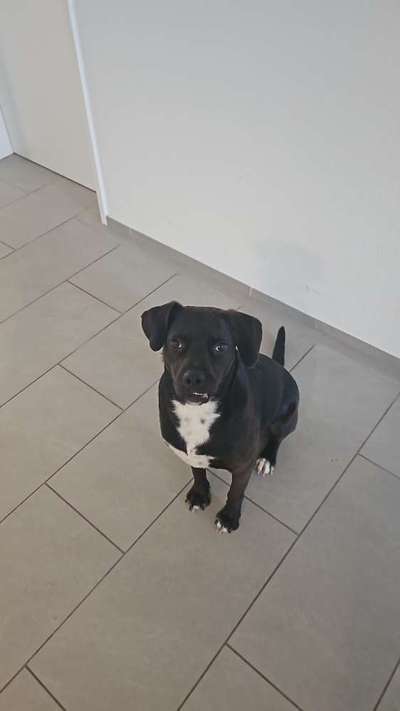 Überbiss beim Welpe-Beitrag-Bild