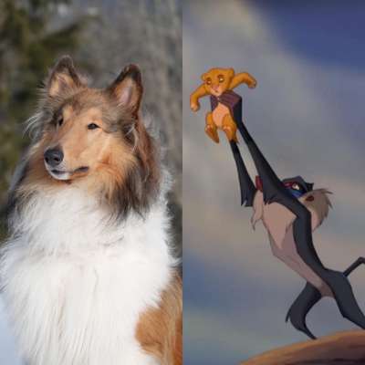 Wie heißt dein Hund?-Beitrag-Bild