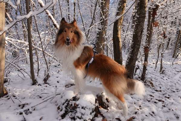 Langhaar Collies-Beitrag-Bild