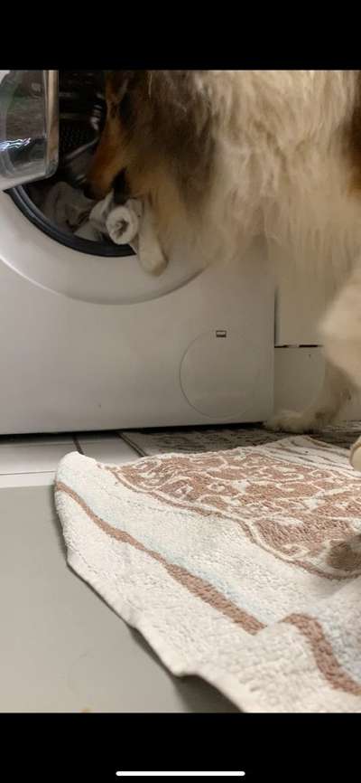 Dogorama Photo Challenge - Hündische Haushaltshilfe-Beitrag-Bild