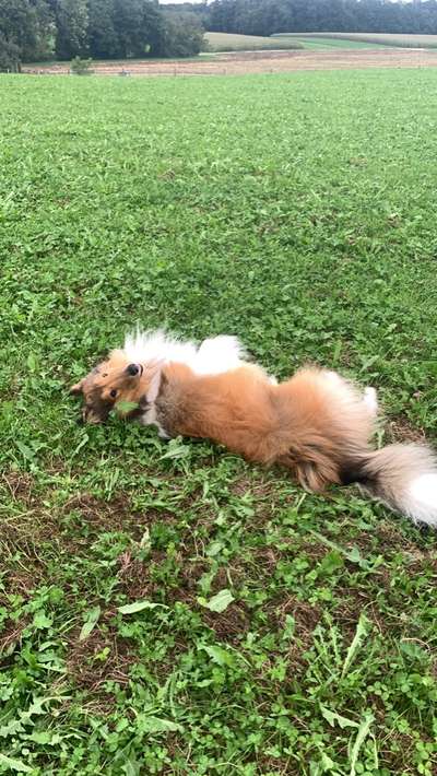 Fotosammlung: ,,Der natürliche Hund" Unbearbeitet, ungestellt und in Natura-Beitrag-Bild