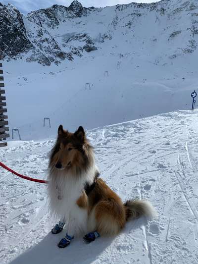 Foto Challenge Nr.: 114
Hunde im Schnee-Beitrag-Bild