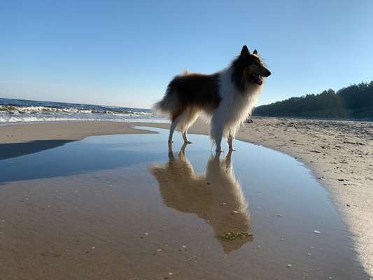 Dogorama Photo Challenge - Spieglein Spieglein . . .-Beitrag-Bild