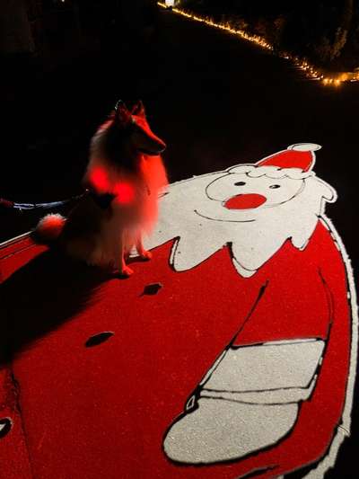 Dogorama Photo Challenge - Nikolaus-Beitrag-Bild