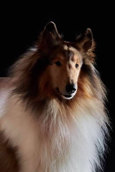 Dogorama Photo Challenge - Portrait-Beitrag-Bild