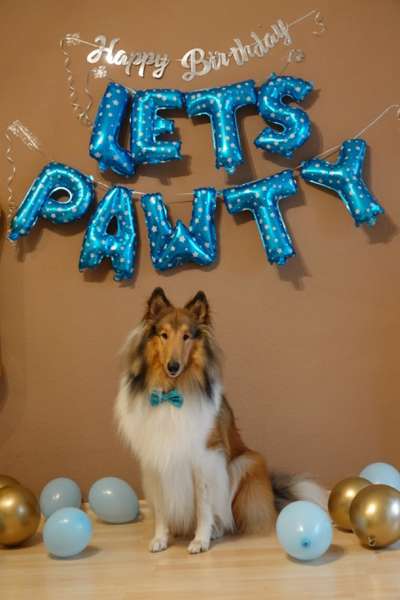 Dogorama Foto Challenge - Bestes gestelltes Bild-Beitrag-Bild