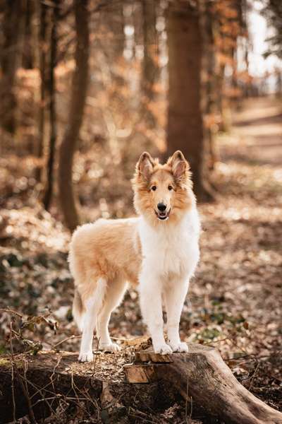 Die Dogorama Kalender Challenge Titelbild-Beitrag-Bild