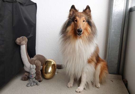 Dogorama Photo Challenge - Ostereiersuche-Beitrag-Bild