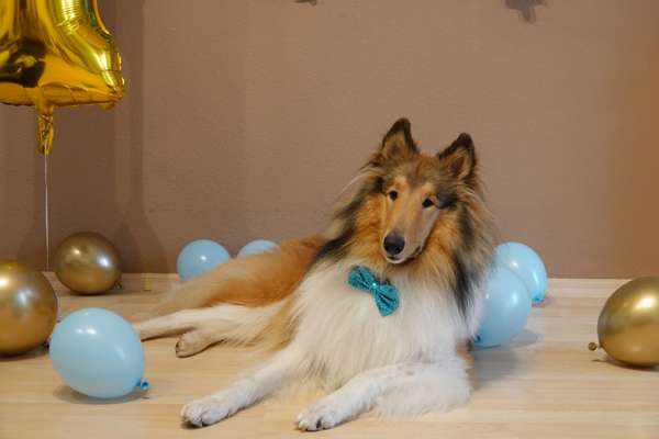 Dogorama Photo Challenge - Tre Chic!-Beitrag-Bild