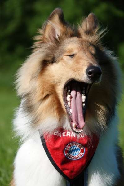 Dogorama Photo Challenge - Dein Hund beim Gähnen-Beitrag-Bild