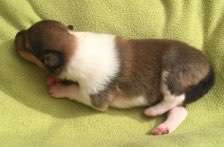 Das erste Bild eures Hundes-Beitrag-Bild