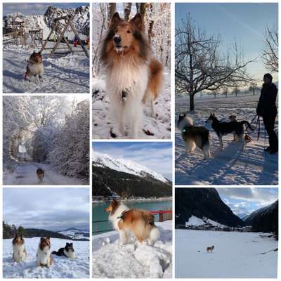 24. Collage-Challenge  *Hund im Schnee*-Beitrag-Bild