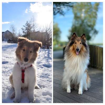 Vom Welpen zum Hund-Beitrag-Bild