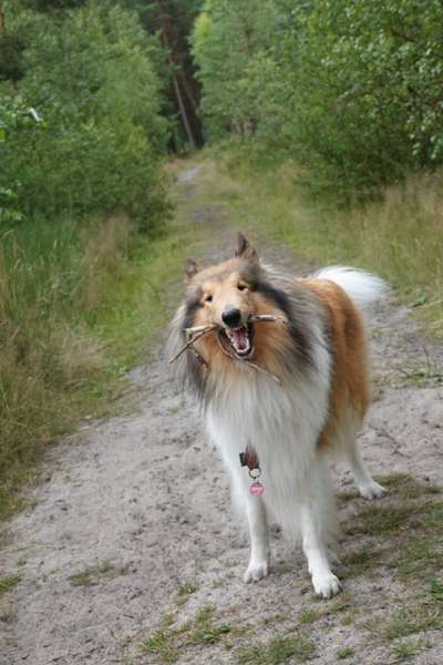 Dogorama Photo Challenge - Mäulchen auf-Beitrag-Bild