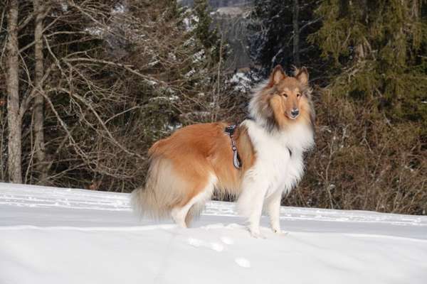 Dogorama Photo Challenge - Es wird nochmal kalt!-Beitrag-Bild