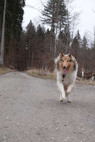 Fotochallenge 66 ~ Rennaction -Zeig deinen Hund im Lauf-Beitrag-Bild