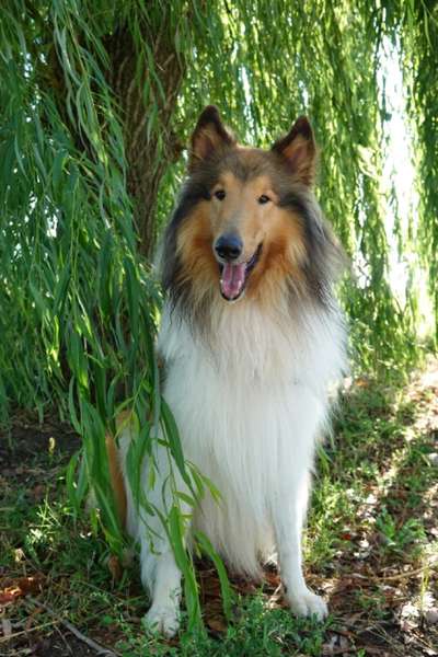 Collies -wo seid ihr?-Beitrag-Bild