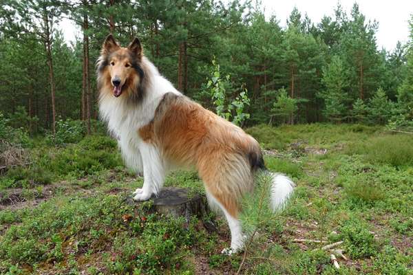 Collies gesucht-Beitrag-Bild
