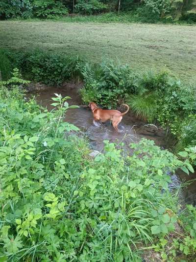 Hundetreffen-Suchen Spiel und Gassipartner-Bild