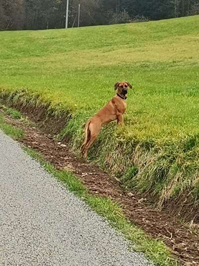 Mischlingshunde Foto Aufruf-Beitrag-Bild