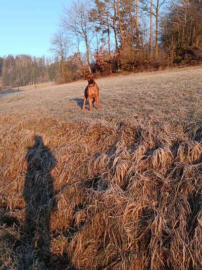 Mischlingshunde Foto Aufruf-Beitrag-Bild