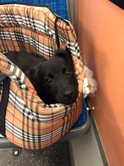 Welpen Bilder !-Beitrag-Bild