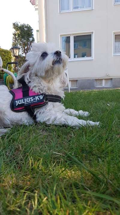 Die Dogorama Kalender Challenge 4/4-Beitrag-Bild