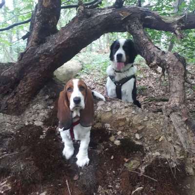 Dogorama Photo Challenge- Wurzeln-Beitrag-Bild