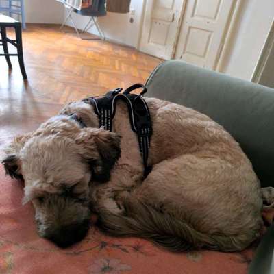 Hundetreffen-Spielpartner:in Gesuch-Bild