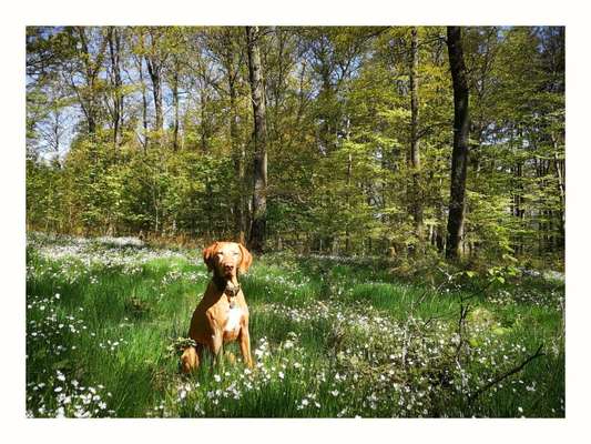 Foto -Challenge  Thema : Dein Hund Im Wald-Beitrag-Bild