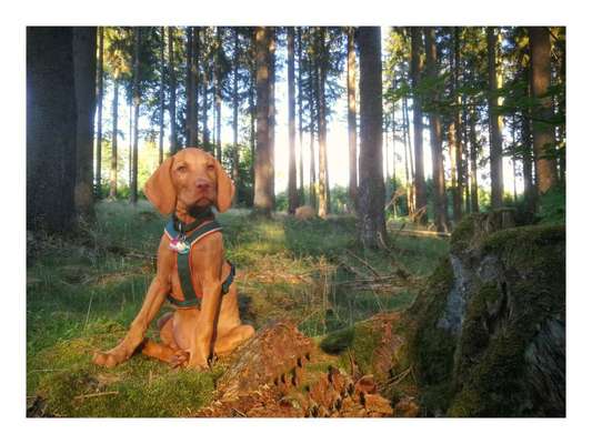 Foto -Challenge  Thema : Dein Hund Im Wald-Beitrag-Bild