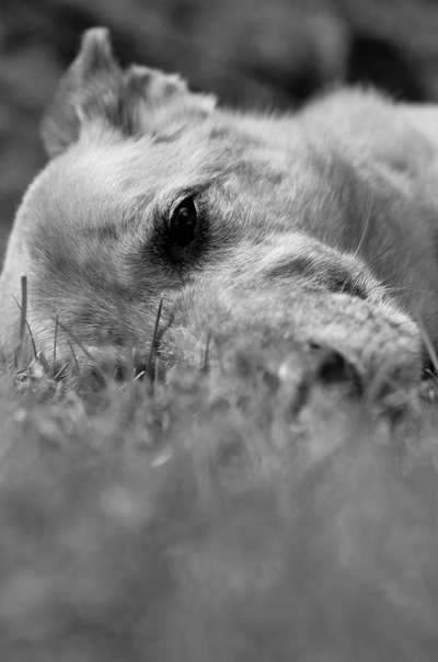 Hunde Porträt (Portrait) Galerie....-Beitrag-Bild