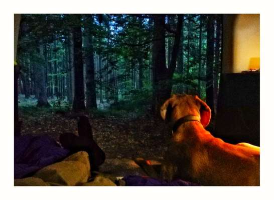 141. FOTO CHALLENGE 
Reisende soll man nicht aufhalten-Beitrag-Bild