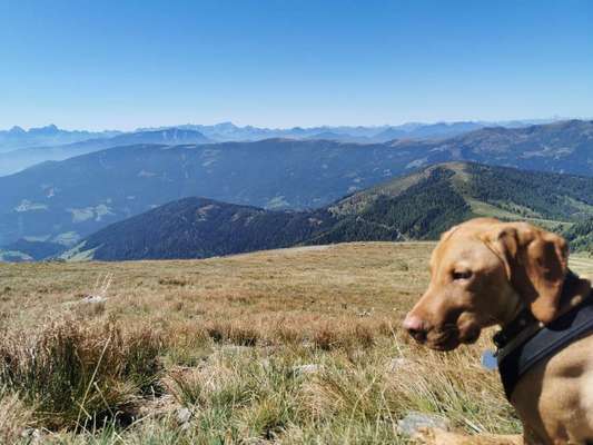 154. FotoChallenge * AUFS BILD GEMOGELT *-Beitrag-Bild