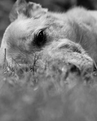 150. Foto Challaenge:  Die Augen, der Spiegel der Seele-Beitrag-Bild