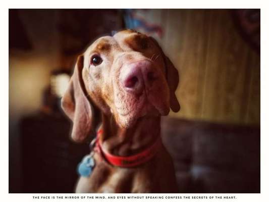 Hunde Porträt (Portrait) Galerie....-Beitrag-Bild