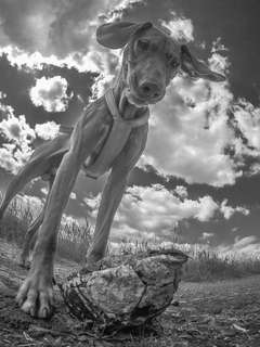 156. Fotochallenge *** DEIN HUND UND DIE WUNDERSCHÖNEN WOLKEN ***-Beitrag-Bild