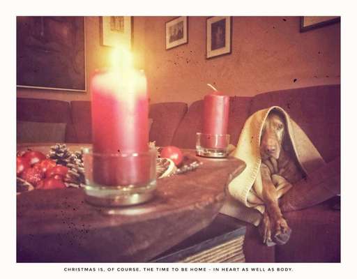 Dogorama Photo Challenge - Licht-Beitrag-Bild