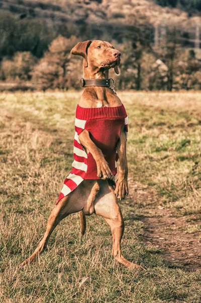 Fotowettbewerb ,,mein gruseliger Hund"-Beitrag-Bild